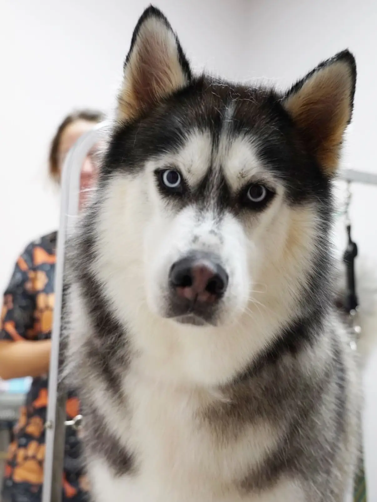 Close-up of a husky with a groomer visible behind